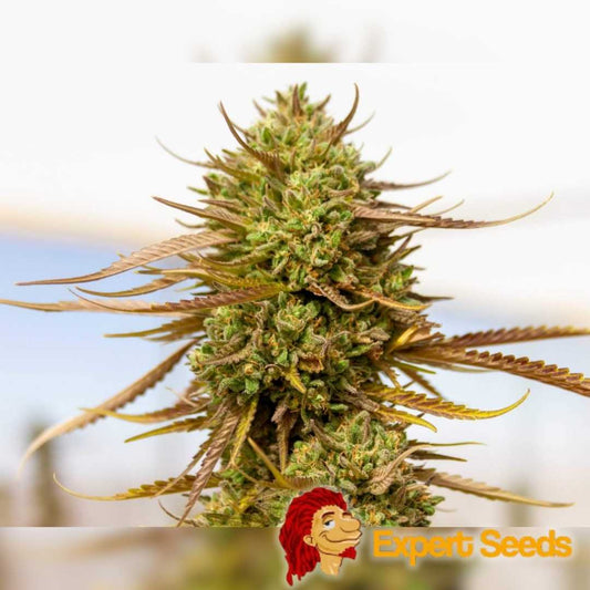 Nahaufnahme einer Expert Haze Blüte mit dichten grünen Buds, orangefarbenen Härchen und leicht violetten Zuckerblättern.