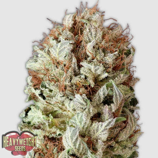 Extreme Impact Auto Blüte mit dichten, harzigen Buds und orangefarbenen Stempeln