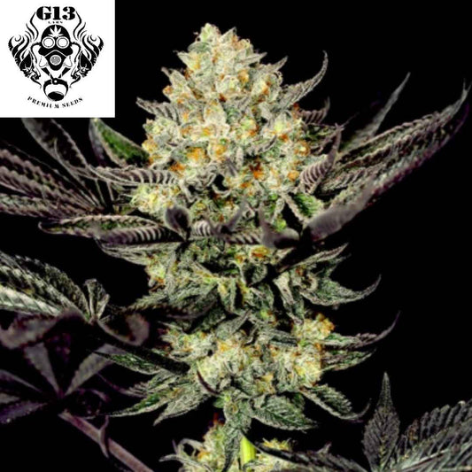 Harzige Face Mask Cannabisblüte mit dichten, kompakten Knospen und auffälligen orangefarbenen Pistillen