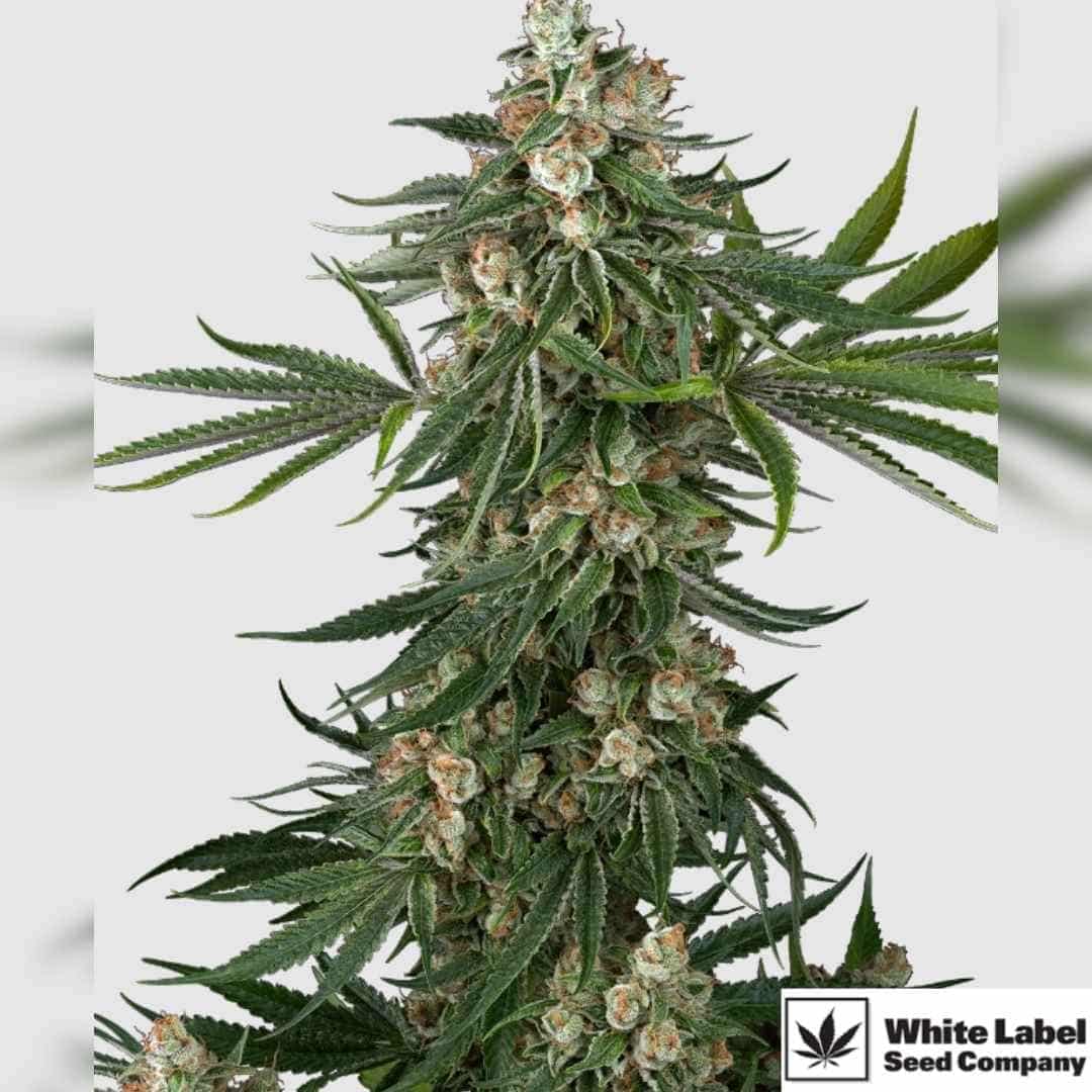 Fallout OG mit dichten harzigen Blüten und kräftigen Indica-Strukturen