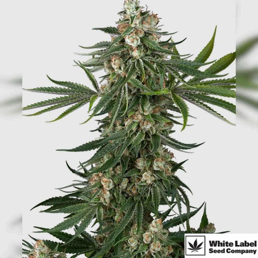 Fallout OG mit dichten harzigen Blüten und kräftigen Indica-Strukturen