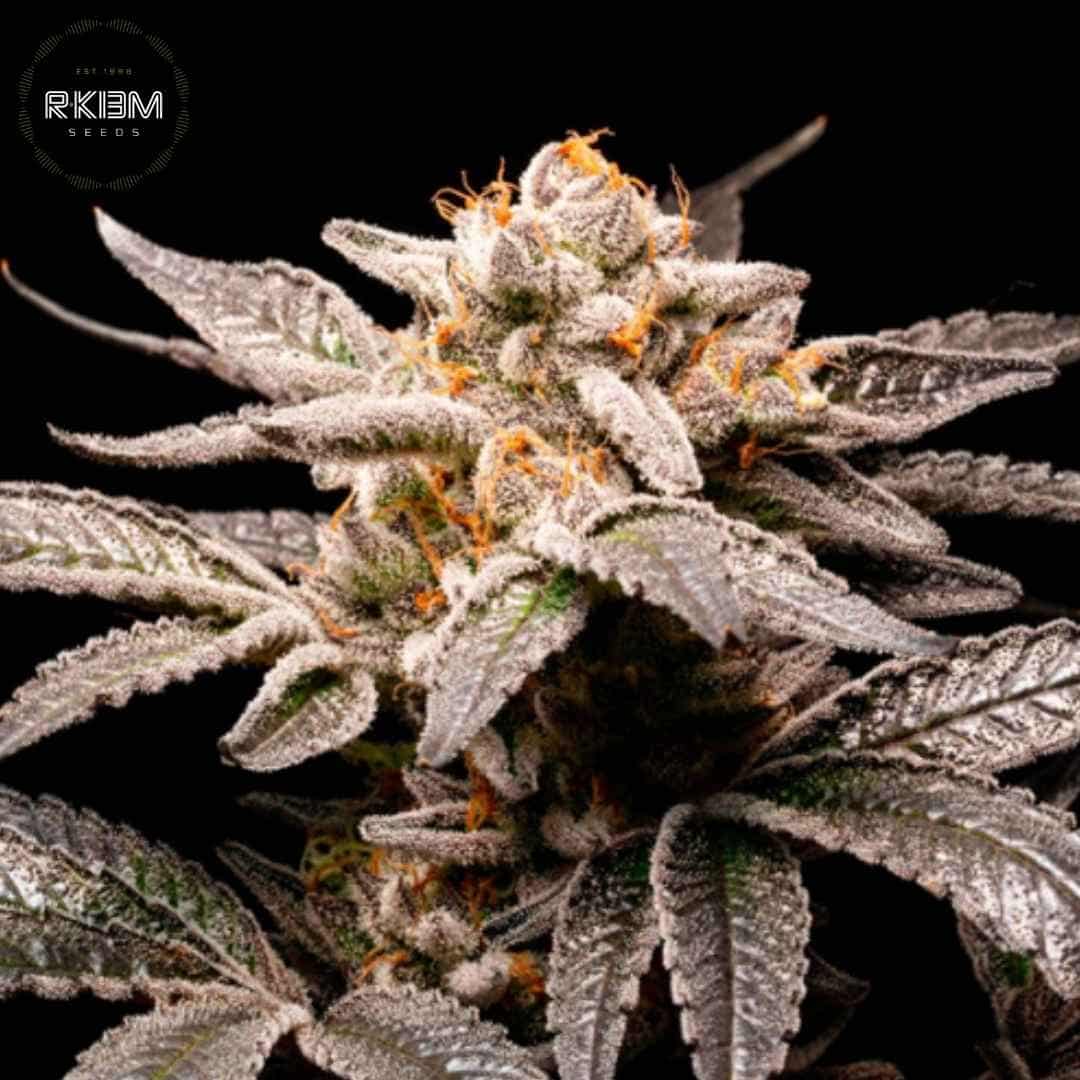 Frostige Fancy Don Rouch Cannabisblüte mit dichten Buds, orangefarbenen Härchen und starkem Harzbesatz