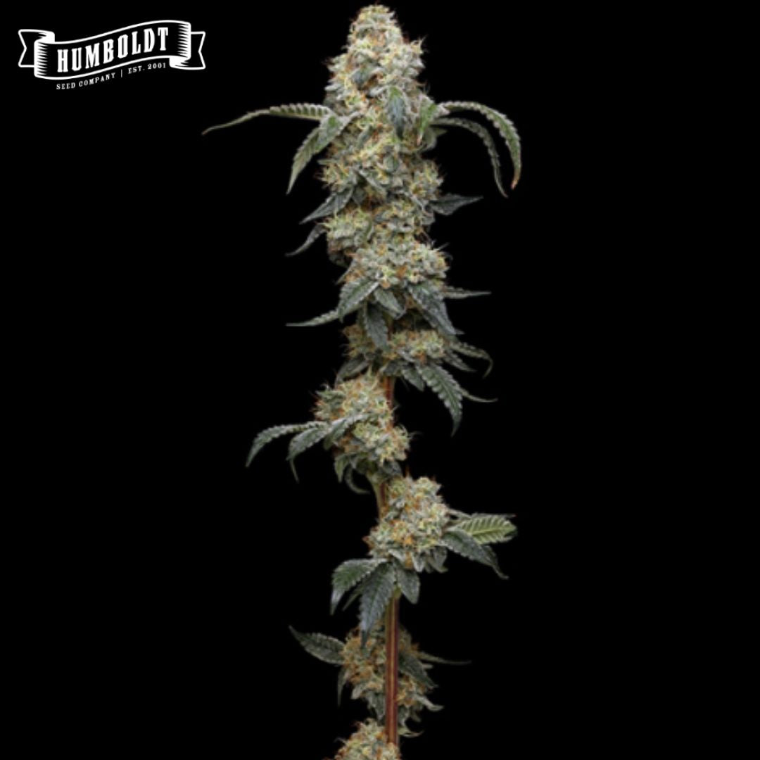 Harzige Farmer's Daughter Cannabisblüte mit dichten Buds, Trichomen und schmalen Blättern