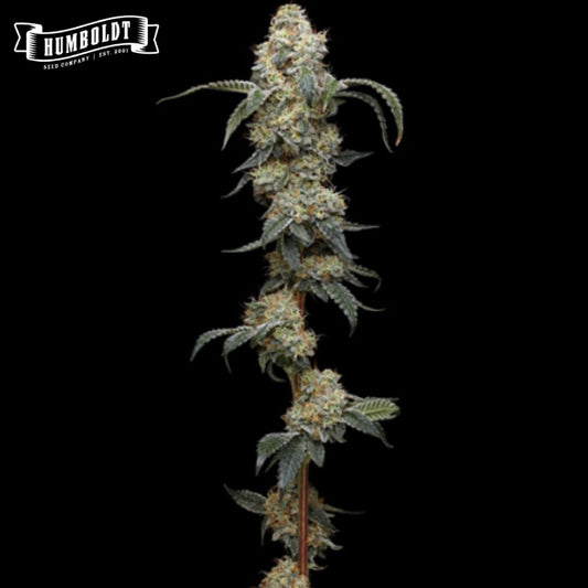 Harzige Farmer's Daughter Cannabisblüte mit dichten Buds, Trichomen und schmalen Blättern