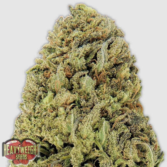 Fast & Vast Auto kompakte, harzige Cannabisblüte mit dichten grünen Buds und orangefarbenen Stempeln