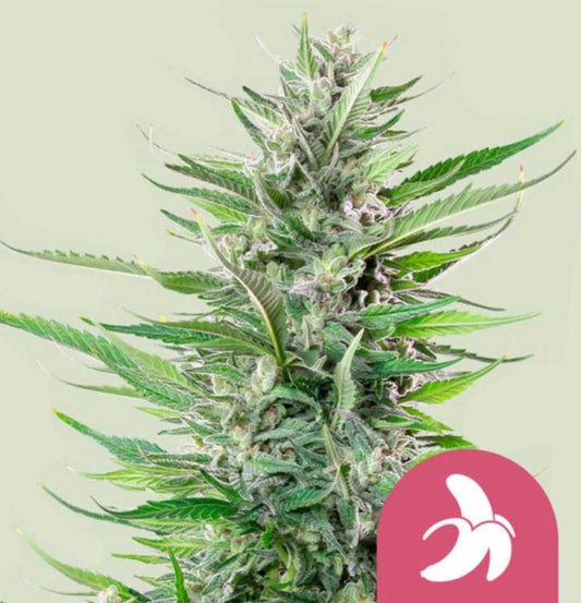 Harzreiche Fat Banana Blüte mit dichten, grünen Buds und orangefarbenen Stigmen