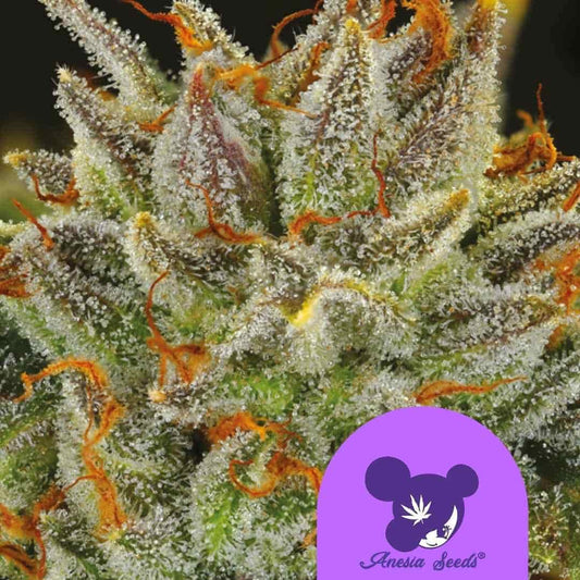 Fat Monkey Auto Blüte mit dichten Harztrichomen und leuchtend orangefarbenen Blütenhärchen