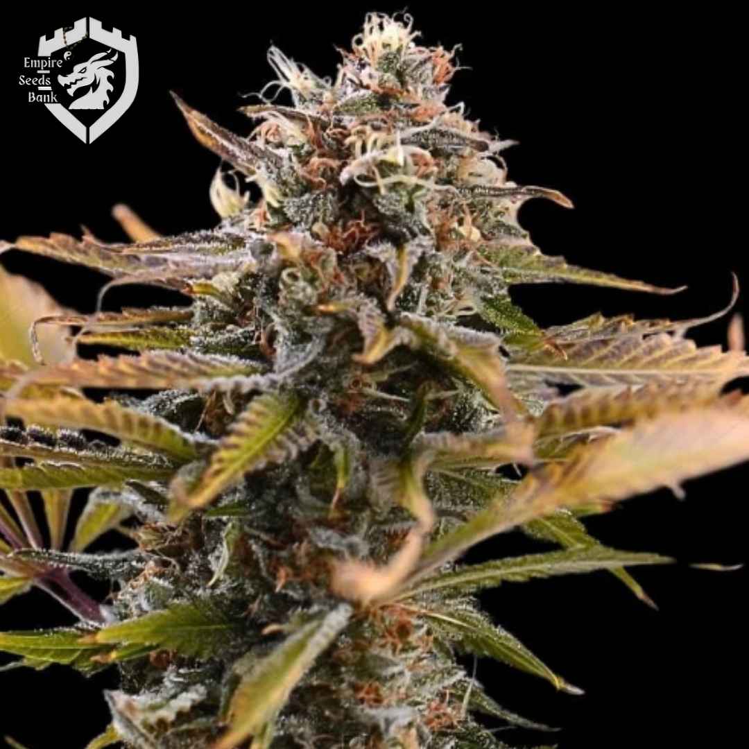 Fatso Cannabisblüte mit dichten Trichomen, orangefarbenen Härchen und harzigen Blättern
