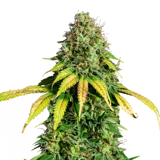 Dichte, harzige Somango XL Blüte mit gelblich verfärbten Zuckerblättern und üppigem Blütenstand.