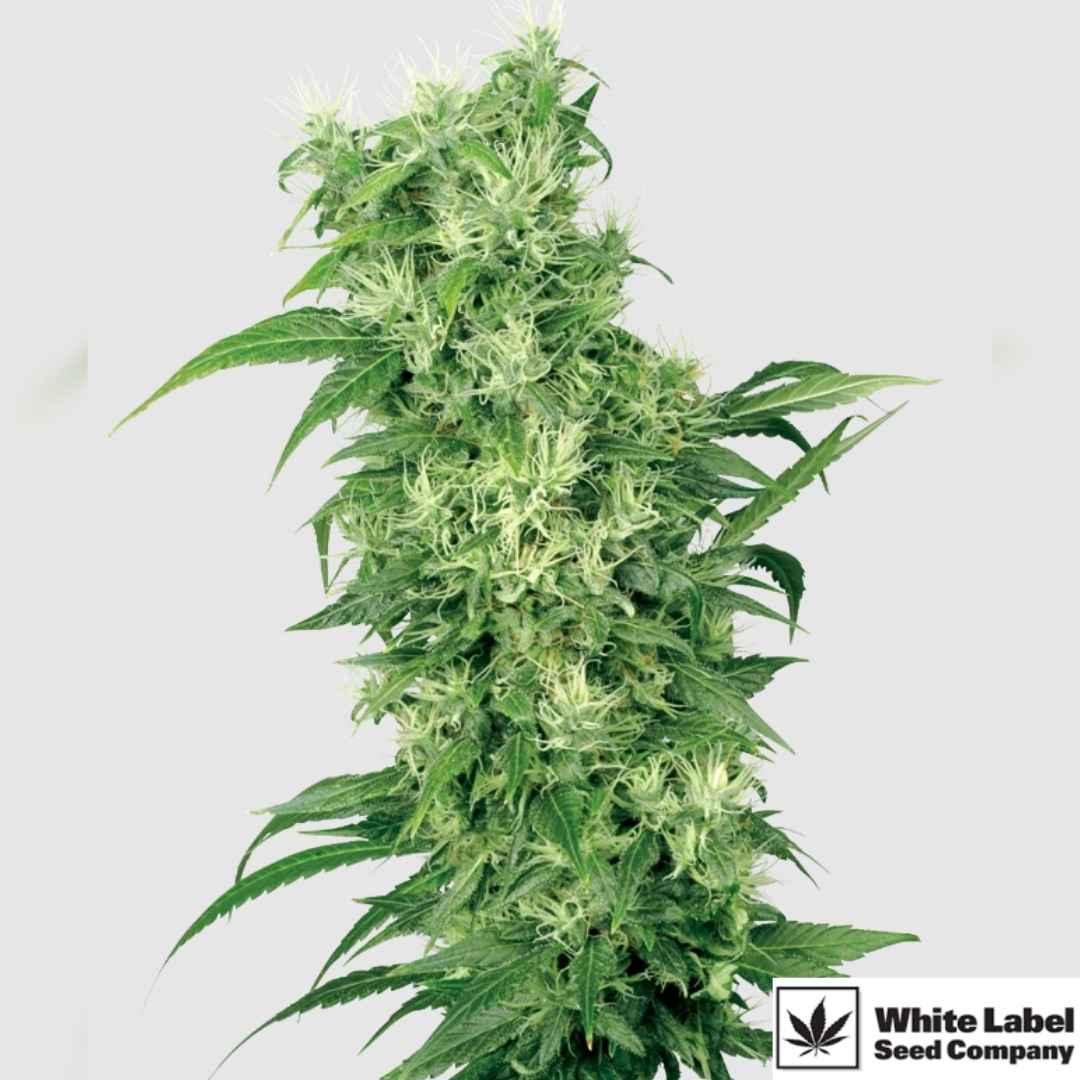 Kräftige Cannabispflanze aus dem Female Mix mit vielen weißen Blütenstempeln und dichten Buds