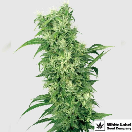 Kräftige Cannabispflanze aus dem Female Mix mit vielen weißen Blütenstempeln und dichten Buds