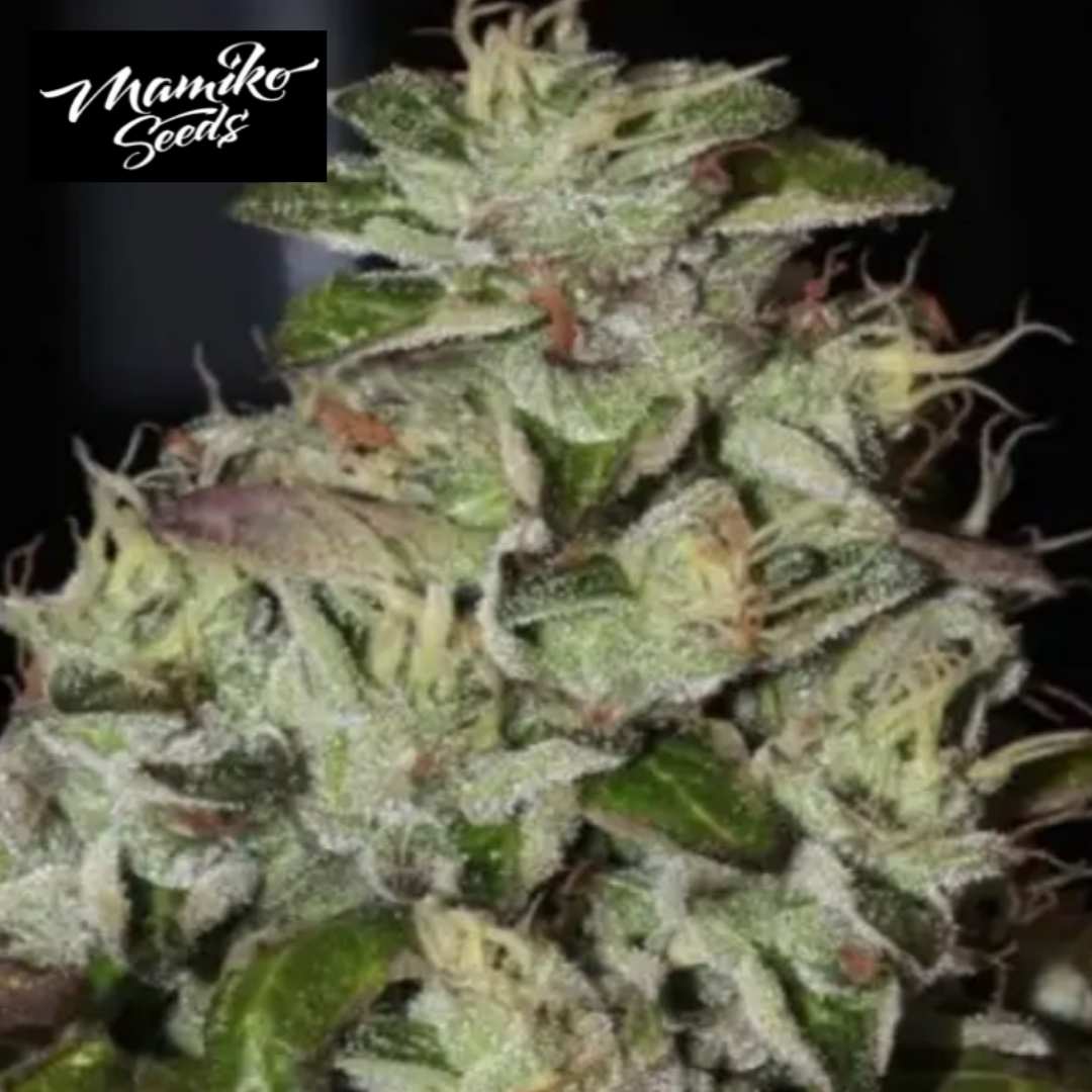 Fire Afghan Cookies Blüte mit dichten Harztrichomen und orangefarbenen Blütenfäden