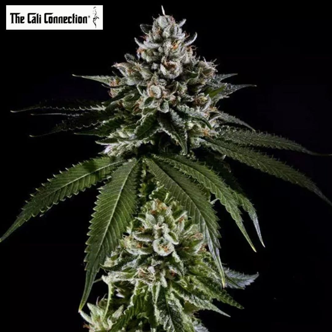 Fire OG mit zwei kompakten, harzigen Blüten, orangefarbenen Blütenfäden und dunkelgrünen Blättern.