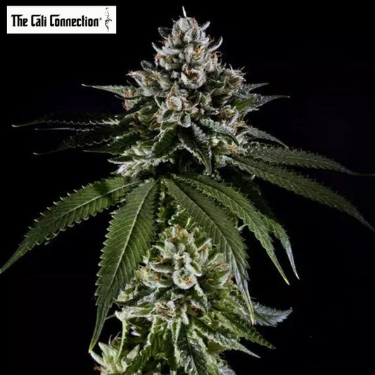 Fire OG mit zwei kompakten, harzigen Blüten, orangefarbenen Blütenfäden und dunkelgrünen Blättern.