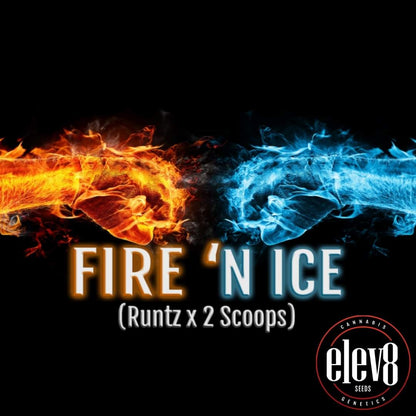 Feurige und eisblaue Grafiken treffen aufeinander mit Fire n' Ice Schriftzug und Elev8 Seeds Logo