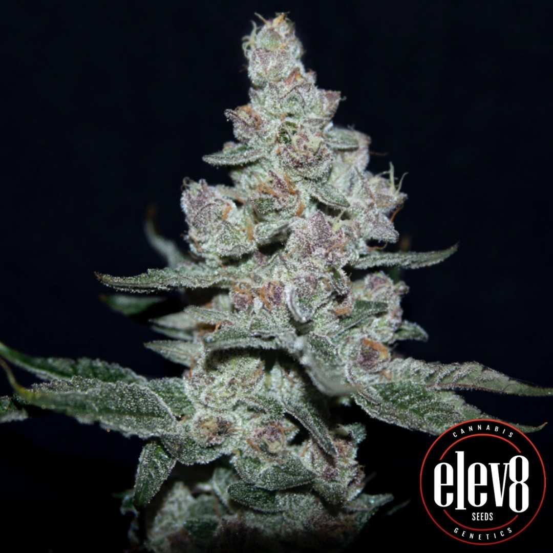 Harzige Fire n' Ice Blüte mit dichten Trichomen und kompaktem Strukturaufbau