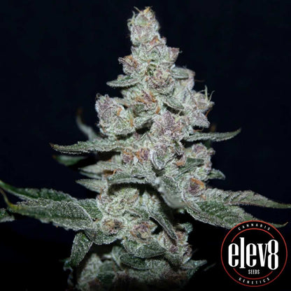 Harzige Fire n' Ice Blüte mit dichten Trichomen und kompaktem Strukturaufbau