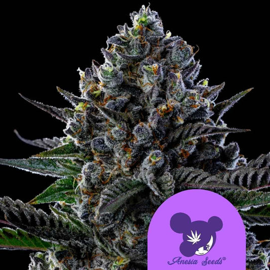 Dichte First Lady Cannabisblüte mit violetten Akzenten, orangefarbenen Härchen und dicker Harzschicht