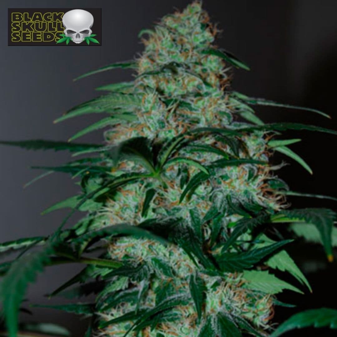 Five-o Cannabisblüte mit dichten, harzigen Buds und grünen Blättern