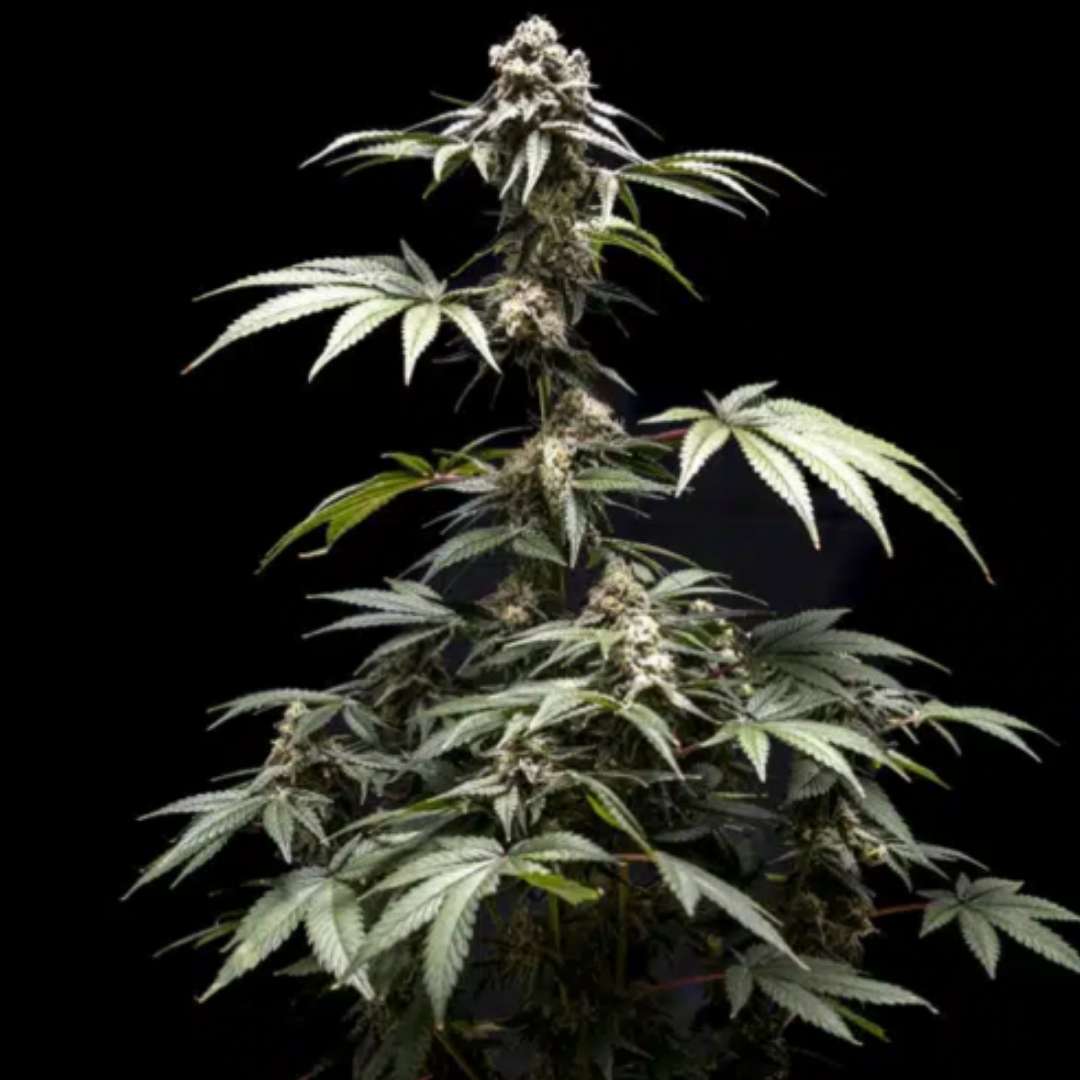 Fizzy Gum von World Breeders mit kompakter, harziger Cannabisblüte und dunklen Zuckerblättern.