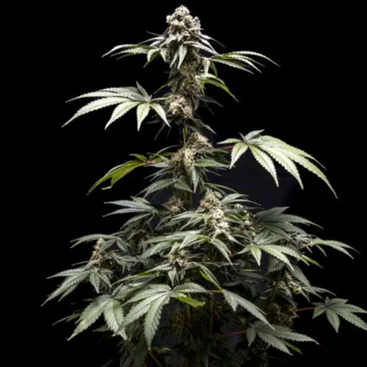 Fizzy Gum von World Breeders mit kompakter, harziger Cannabisblüte und dunklen Zuckerblättern.