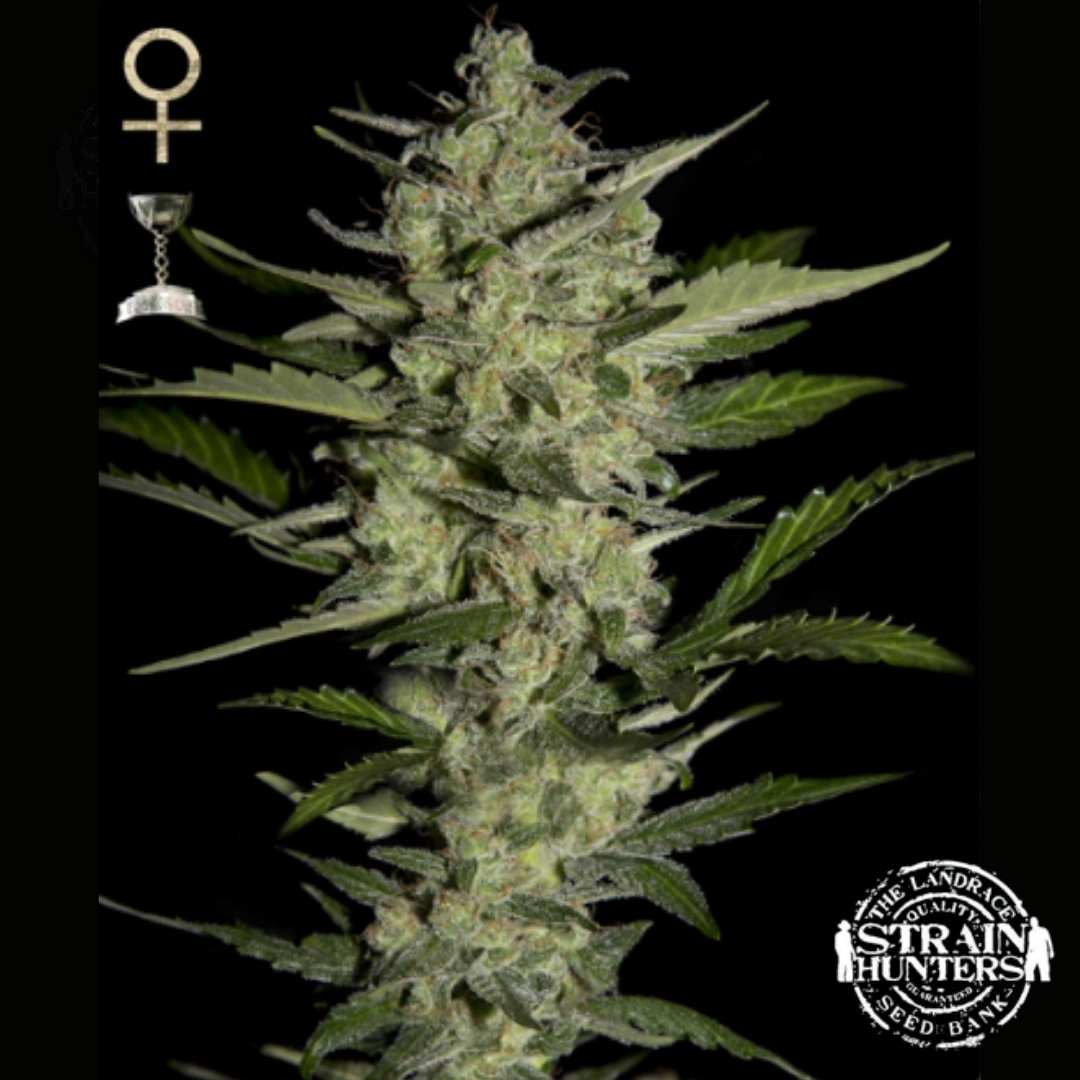 Dichte Flowerbomb Kush Blüte mit harzigen Trichomen, orangefarbenen Blütenfäden und schmalen grünen Blättern.