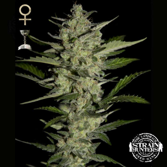 Dichte Flowerbomb Kush Blüte mit harzigen Trichomen, orangefarbenen Blütenfäden und schmalen grünen Blättern.