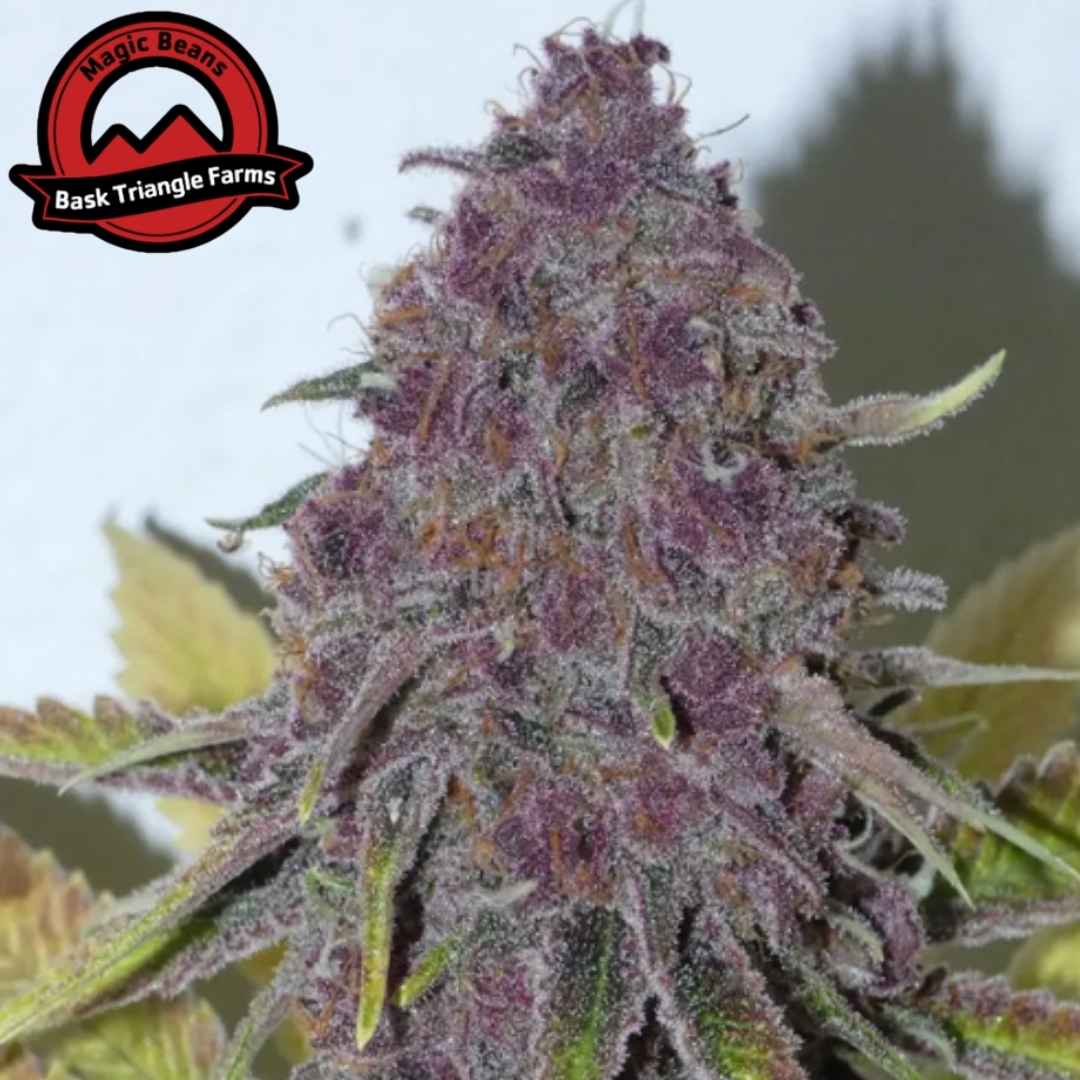 Forbidden Boof Blüte mit violetten Nuancen, dichten Buds und starkem Harzbesatz