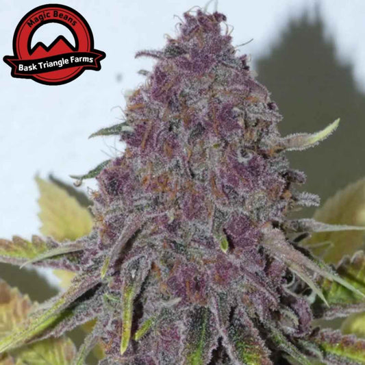 Forbidden Boof Blüte mit violetten Nuancen, dichten Buds und starkem Harzbesatz