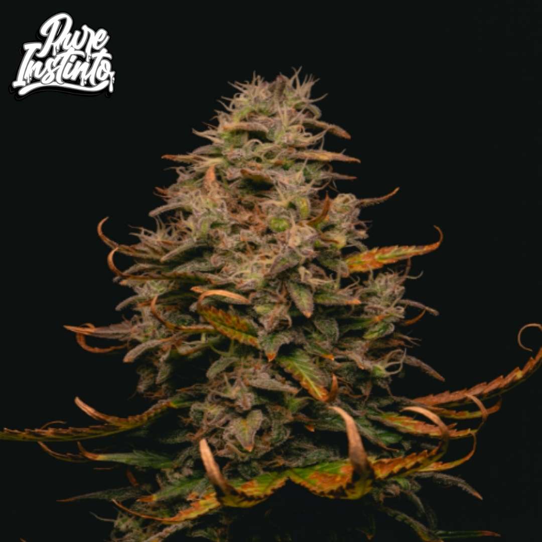 Forbidden Fruit Cake Cannabisblüte mit dichten harzigen Buds und orangefarbenen Pistillen, reife kompakte Indica-dominante Sorte