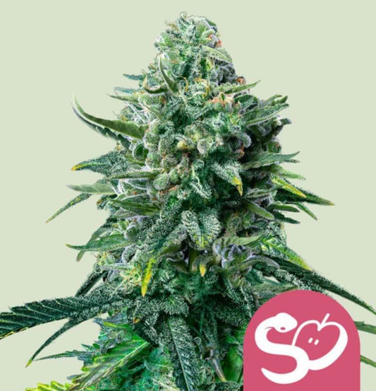 Forbidden Fruit Cannabissorte: kompakte, harzige Blüte mit dichten grünen Blättern und feinen violetten Akzenten