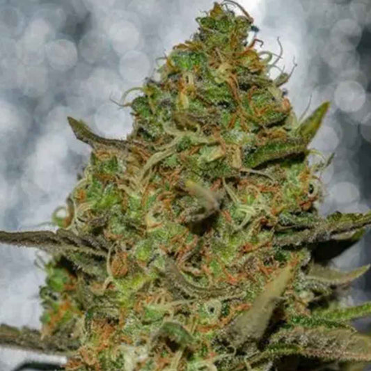 Forbidden Fruit x Spritzer von Vision Seeds als kompakte Cannabisblüte.