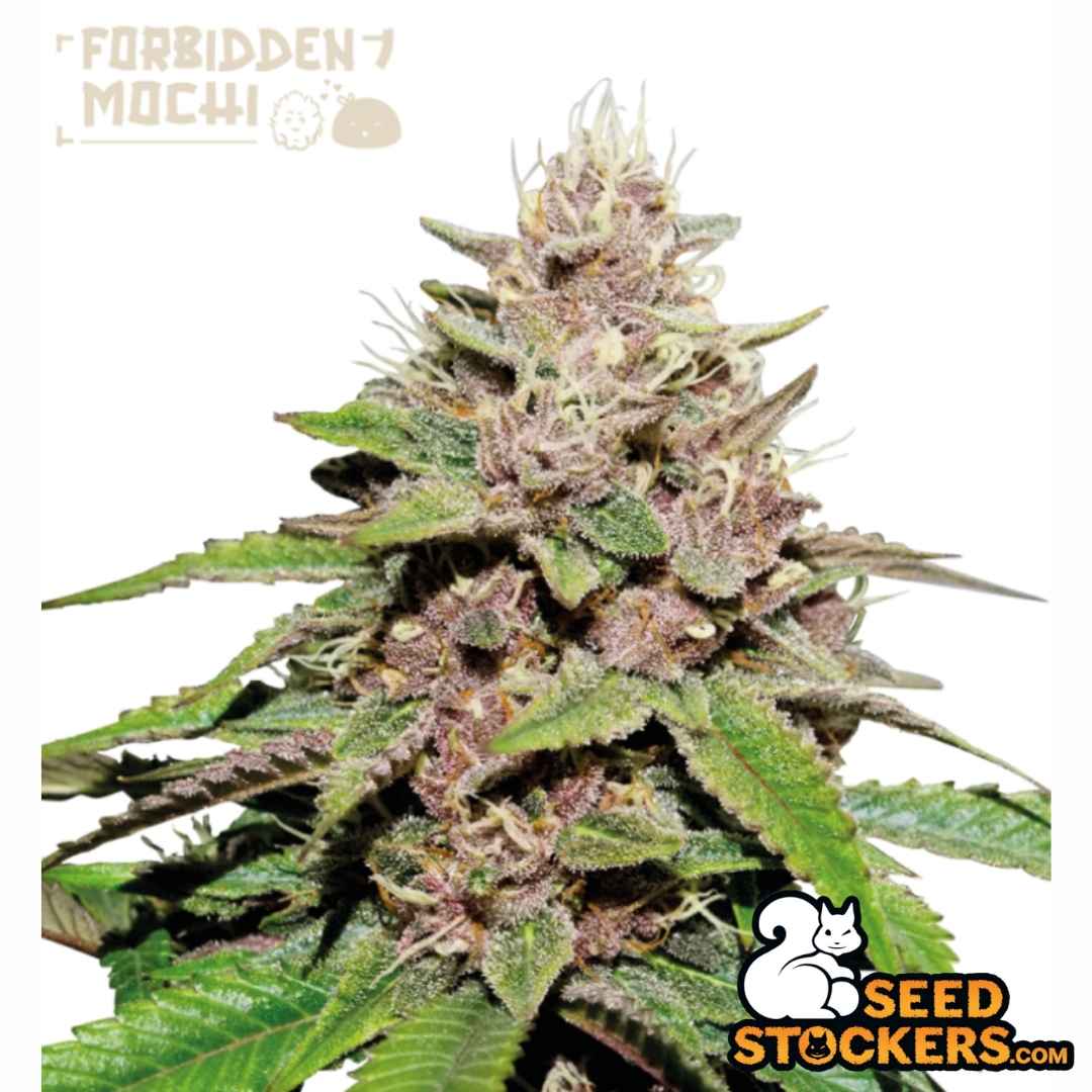 Auto Forbidden Mochi mit kompakten, harzigen Buds, violetten Nuancen und dichten Trichomen an der Hauptblüte
