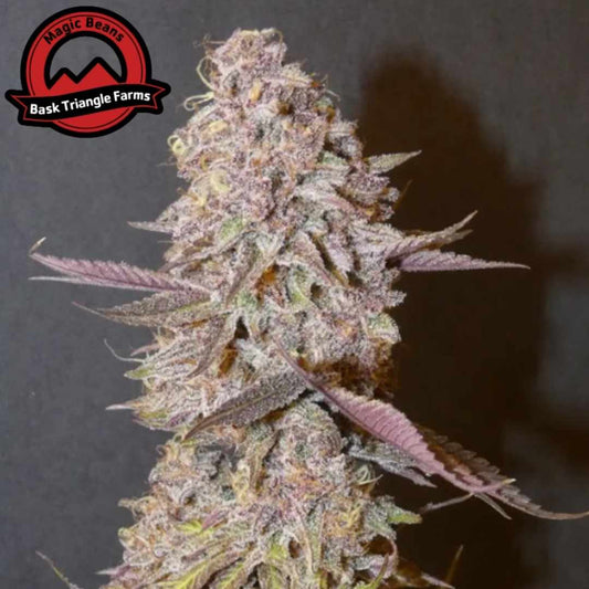 Forbidden Push Pop Cannabisblüte mit dichten, harzigen Buds und violetten sowie grünen Nuancen