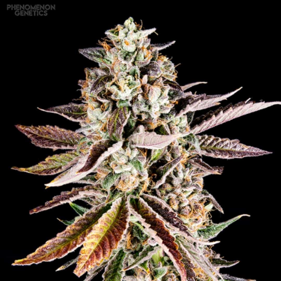 Forbidden Starz Nahaufnahme einer harzigen Cannabisblüte mit violetten Blättern und orangefarbenen Härchen