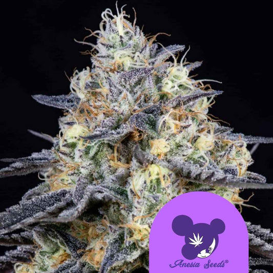 Foster Cannabisblüte mit dichten, violetten Blättern, weißen Harztrichomen und orangefarbenen Blütenfäden