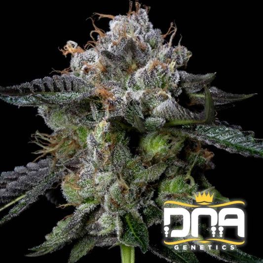 Dichte Four Prophet Blüte mit violetten Nuancen, orangefarbenen Härchen und dicker Harzschicht.