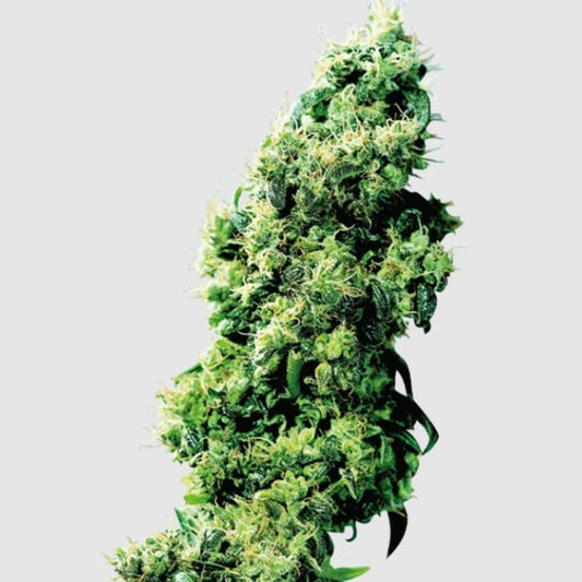 Four Way Knospe mit dichten, harzigen Blütenständen und würzig-süßen Trichomen