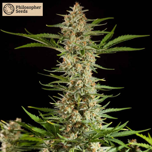 Fraggle Skunk Auto mit dichtem, harzigen Hauptbud und orangefarbenen Blütenstempeln, kompakte Blütenstruktur