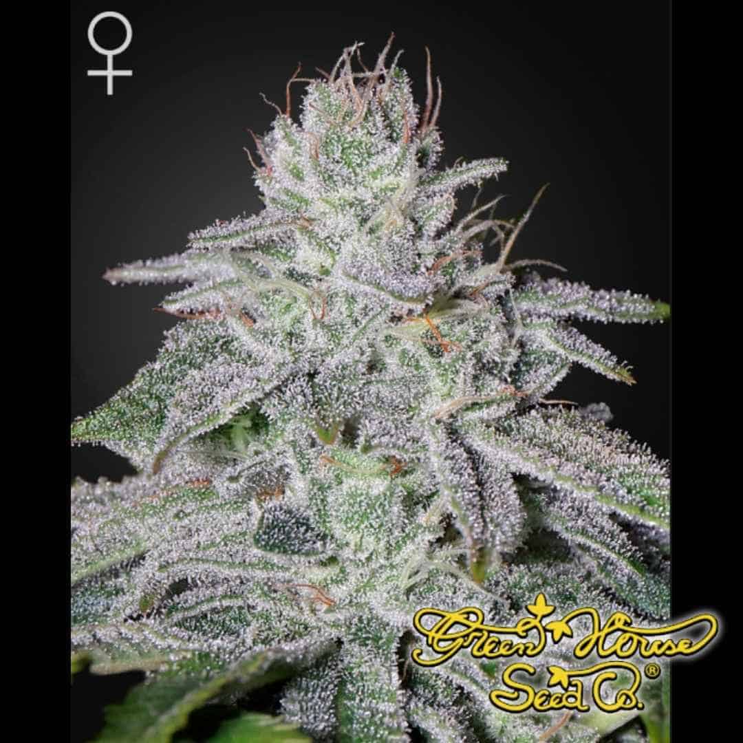 Franco's Lemon Cheese mit dichtem, harzigem Bud, stark ausgeprägten Trichomen und orangefarbenen Blütenfäden