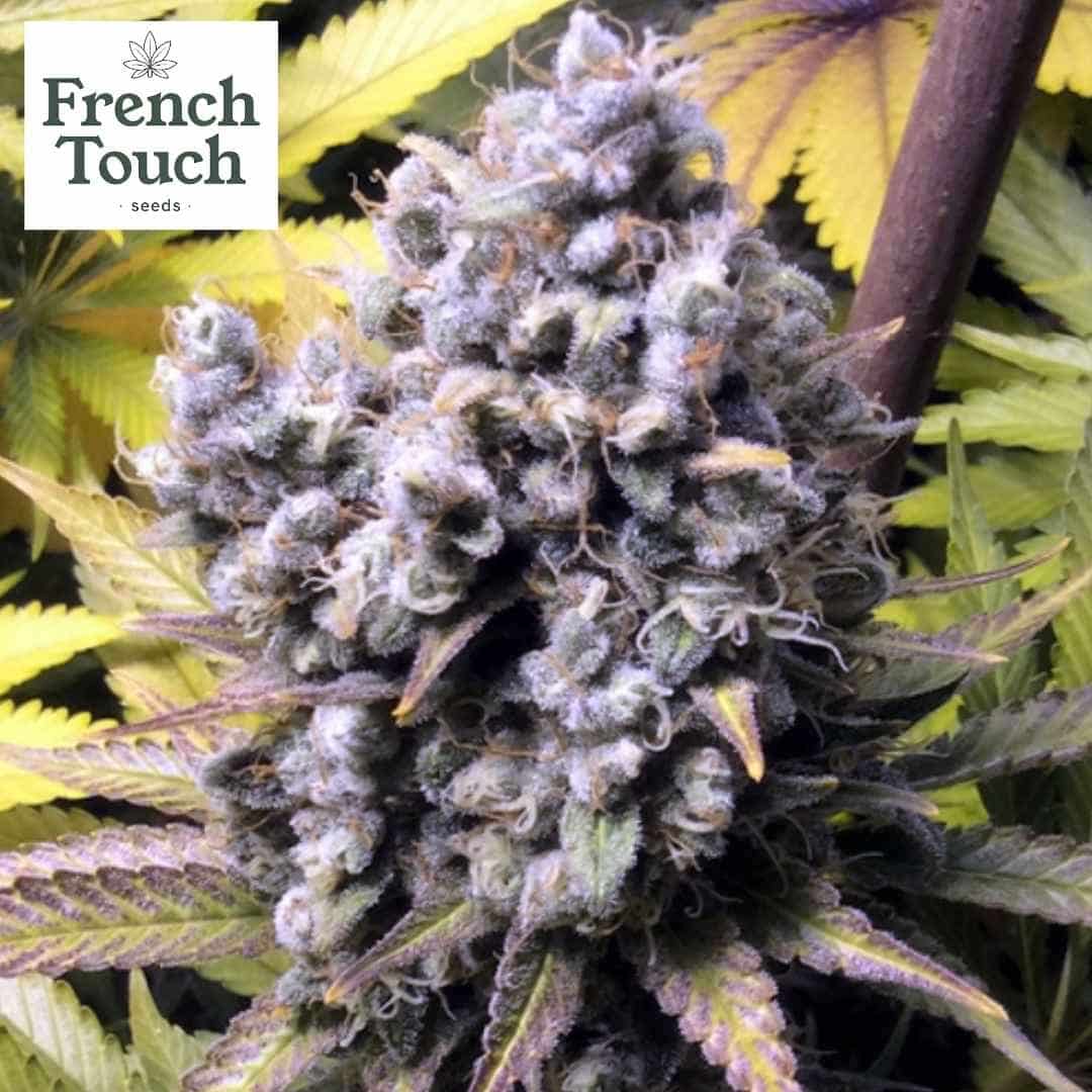 FrenCheese Cannabissamen Bud mit dichten, harzreichen Blüten und violetten Akzenten