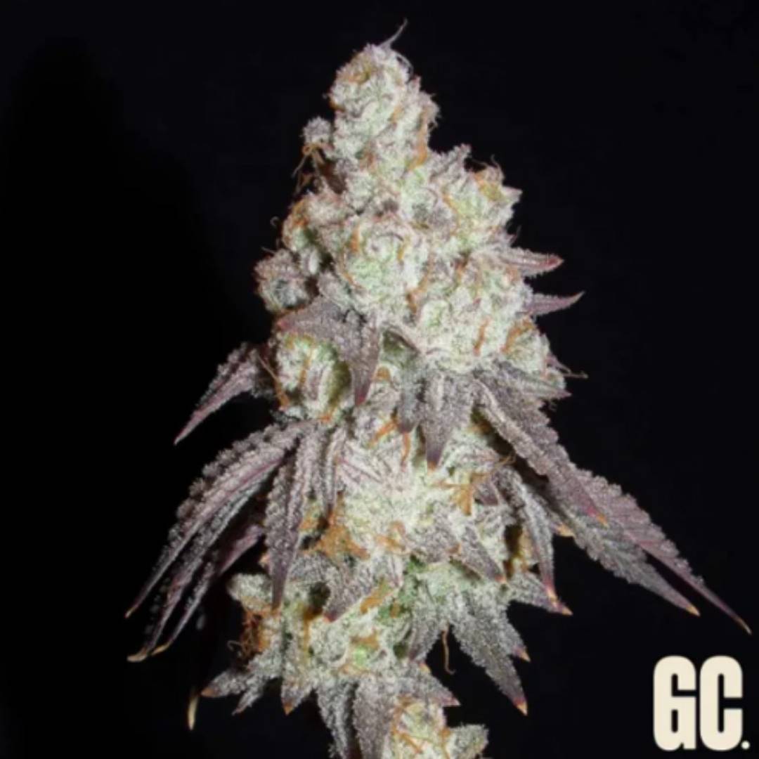 Frenchy's Lass Cannabisblüte mit dichter Harzschicht, violetten Blättern und orangefarbenen Härchen