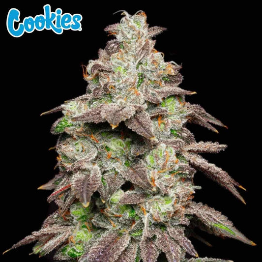 Fried Banana Cannabisblüte mit dichten, harzigen Buds, orangefarbenen Härchen und leicht violetten Blättern