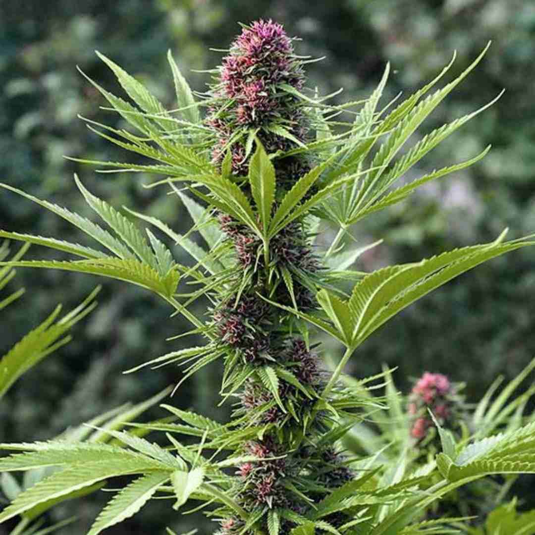 Schlanke Frisian Dew Pflanze mit lila Blüten und langen, schmalen Blättern in der Blütephase
