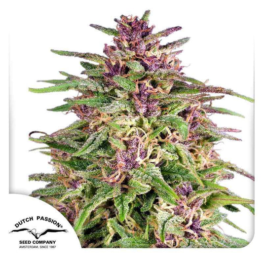 Nahaufnahme einer bunten, harzigen Frisian Dew Blüte mit lila, grünen und orangefarbenen Akzenten