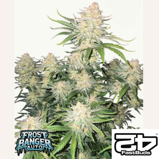 Frostbanger Auto mit dichten, harzreichen Buds und frostigem Überzug, ausgezeichnet als stärkste Autoflower 2025