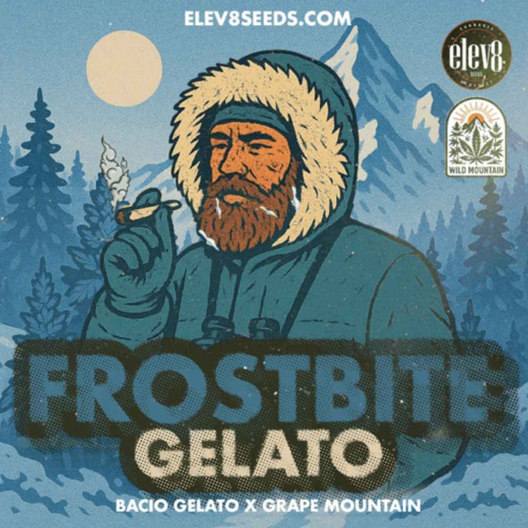 Mann im Winterparka hält Joint, daneben Frostbite Gelato Schriftzug und Sortenname Bacio Gelato x Grape Mountain.