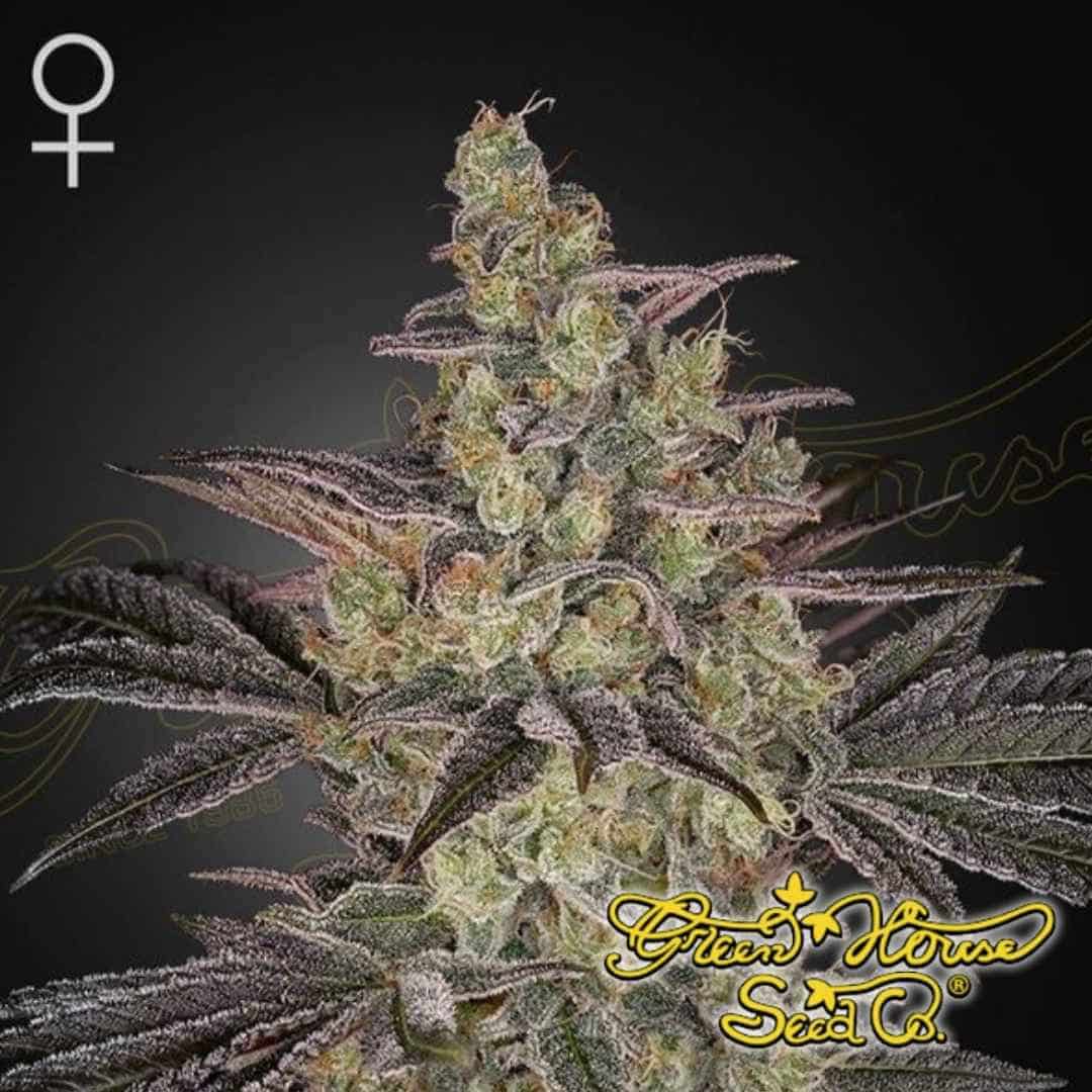 Frosted Guava Auto mit dichten, harzigen Blüten, starkem Trichombesatz und violett gefärbten Zuckerblättern