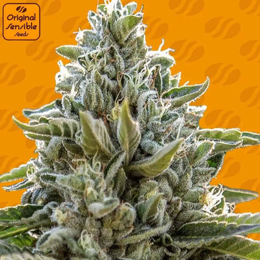 Frosted Guava Cannabisknospe mit dichter Harzschicht, kompakten Blüten und frostig glänzenden Trichomen