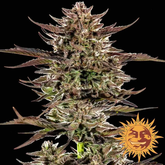 Frosted Zinn x 3 Bears OG Auto mit dichten, harzigen Buds und violett-grünen Blättern